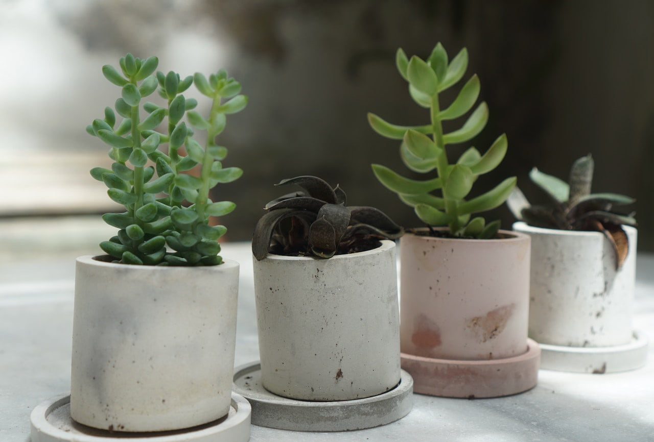 Connecticut Native Plants